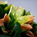Haworthia Mutica Variegated - 4