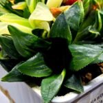 Haworthia Mutica Variegated - 2