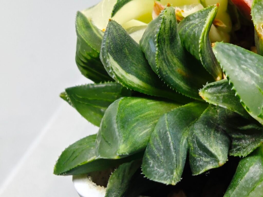 Haworthia Mutica Variegated - 3