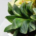 Haworthia Mutica Variegated - 3
