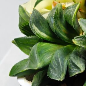 Haworthia Mutica Variegated - 3