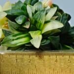 Haworthia Mutica Variegated - 1