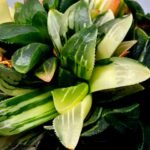 Haworthia Mutica Variegated - 2
