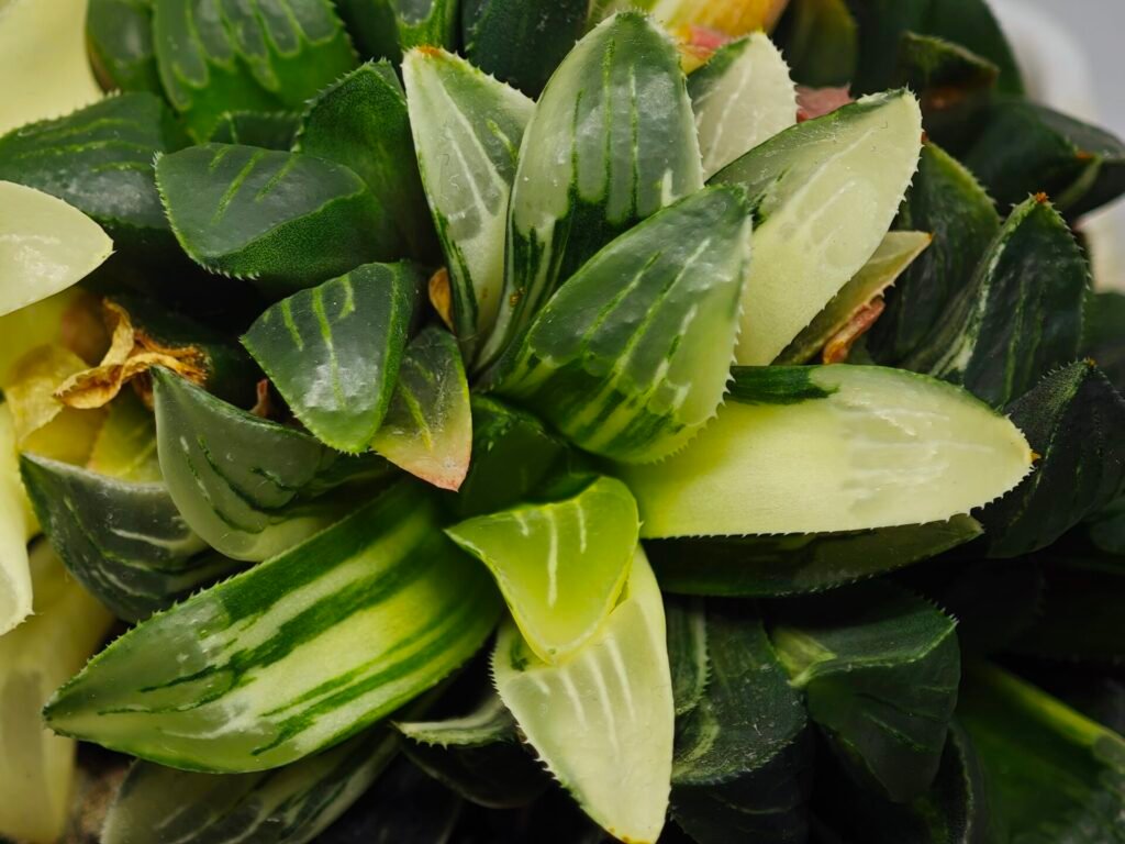 Haworthia Mutica Variegated - 3