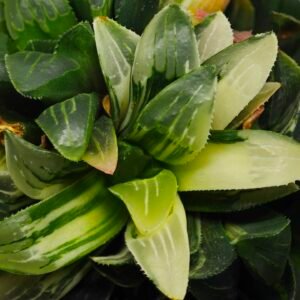 Haworthia Mutica Variegated - 3
