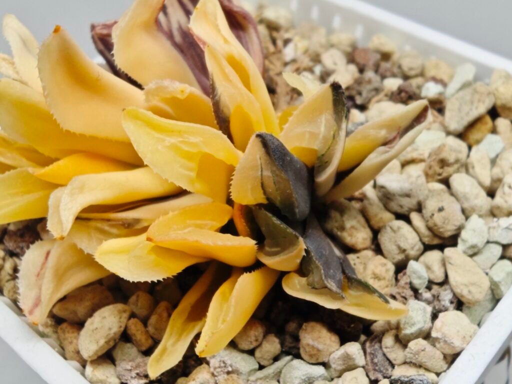 Home 7 Haworthia Parva Variegated - 2