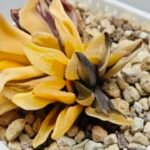 Haworthia Parva Variegated - 2