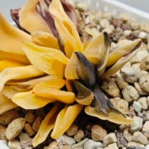 Haworthia Parva Variegated - 2