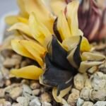 Haworthia Parva Variegated - 3