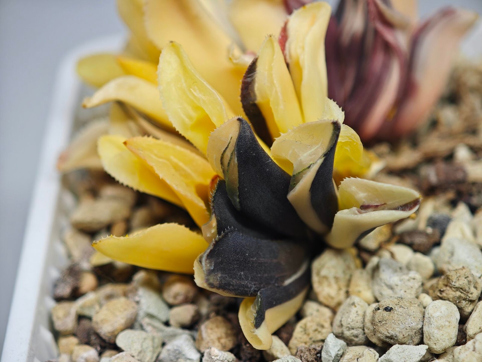 Haworthia Parva Variegated - 3