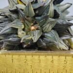 Haworthia atrofusca cv. Watermelon Variegated - 1