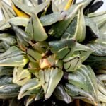 Haworthia atrofusca cv. Watermelon Variegated - 2