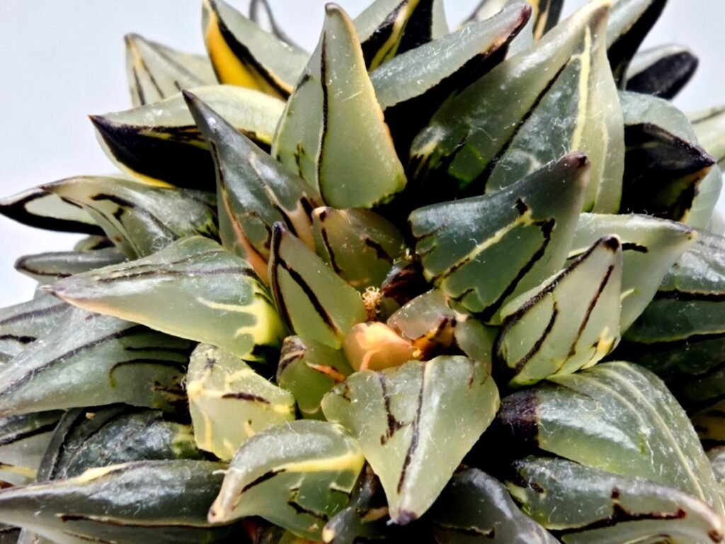 Haworthia atrofusca cv. Watermelon Variegated - 3