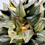 Haworthia atrofusca cv. Watermelon Variegated - 3