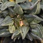 Haworthia atrofusca cv. Watermelon Variegated - 4