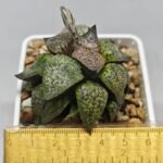 Haworthia Picta ‘Odoriko (踊り子)’ 픽타 무용수 (Dancer) - 2