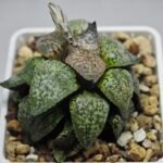 Haworthia Picta ‘Odoriko (踊り子)’ 픽타 무용수 (Dancer) - 3