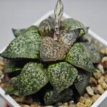Haworthia Picta ‘Odoriko (踊り子)’ 픽타 무용수 (Dancer) - 4