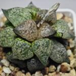 Haworthia Picta ‘Odoriko (踊り子)’ 픽타 무용수 (Dancer) - 5