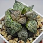 Haworthia Picta ‘Odoriko (踊り子)’ 픽타 무용수 (Dancer) - 6