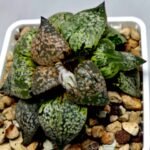 Haworthia Picta ‘Odoriko (踊り子)’ 픽타 무용수 (Dancer) - 7