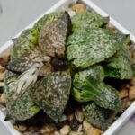 Haworthia Picta ‘Odoriko (踊り子)’ 픽타 무용수 (Dancer) - 8