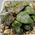 Haworthia Picta ‘Odoriko (踊り子)’ 픽타 무용수 (Dancer) - 9