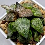 Haworthia Picta ‘Odoriko (踊り子)’ 픽타 무용수 (Dancer) - 10