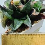 Haworthia Picta hybrid variegated - 1