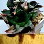Haworthia Picta hybrid variegated - 1