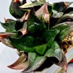 Haworthia Picta hybrid variegated - 2