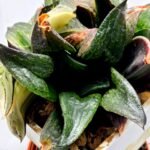 Haworthia Picta hybrid variegated - 3
