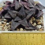Haworthia Splendens Like Takashi - 1