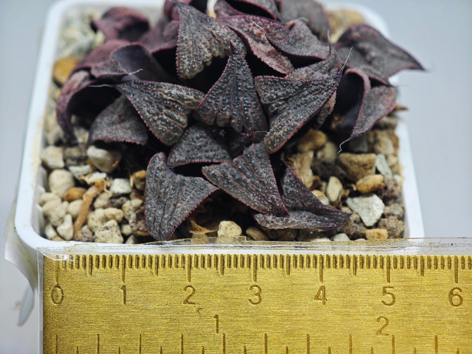 Haworthia Splendens Like Takashi - 1