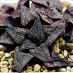 Haworthia Splendens Like Takashi - 2