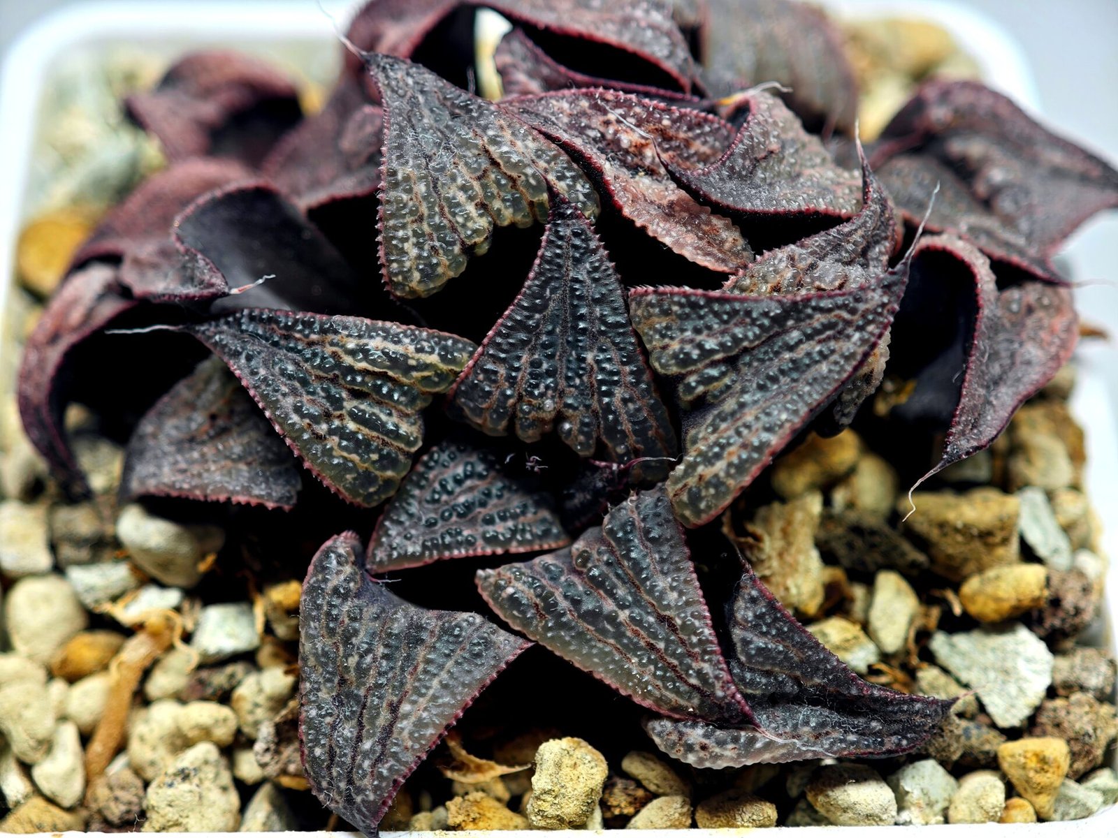 Haworthia Splendens Like Takashi - 2
