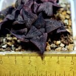 Haworthia Splendens Like Takashi - 1