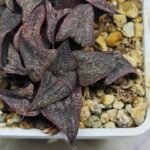 Haworthia Splendens Like Takashi - 2