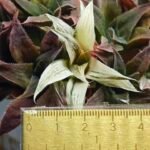 Haworthia Maya Nishiki S-21 - 1