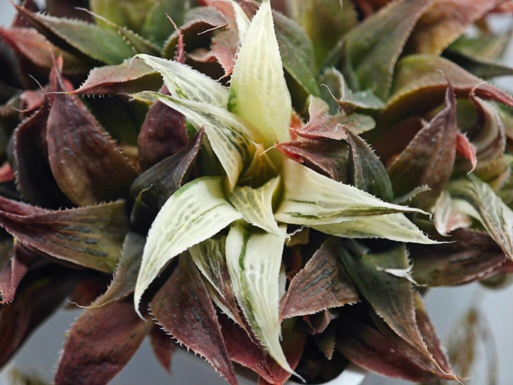 Haworthia Maya Nishiki S-21 - 2