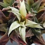 Haworthia Maya Nishiki S-21 - 2