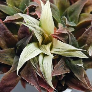 Haworthia Maya Nishiki S-21 - 2