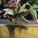Haworthia Maya Nishiki S-21 - 1