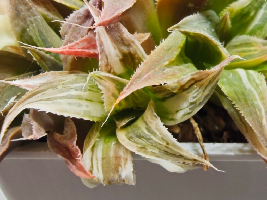 Haworthia Maya Nishiki S-21 - 2