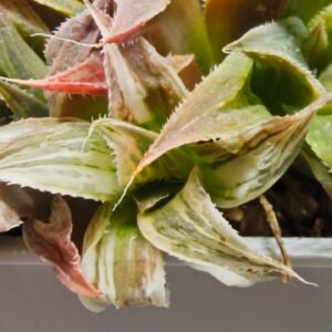 Haworthia Maya Nishiki S-21 - 2