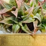 Haworthia Maya Nishiki S-21 - 1