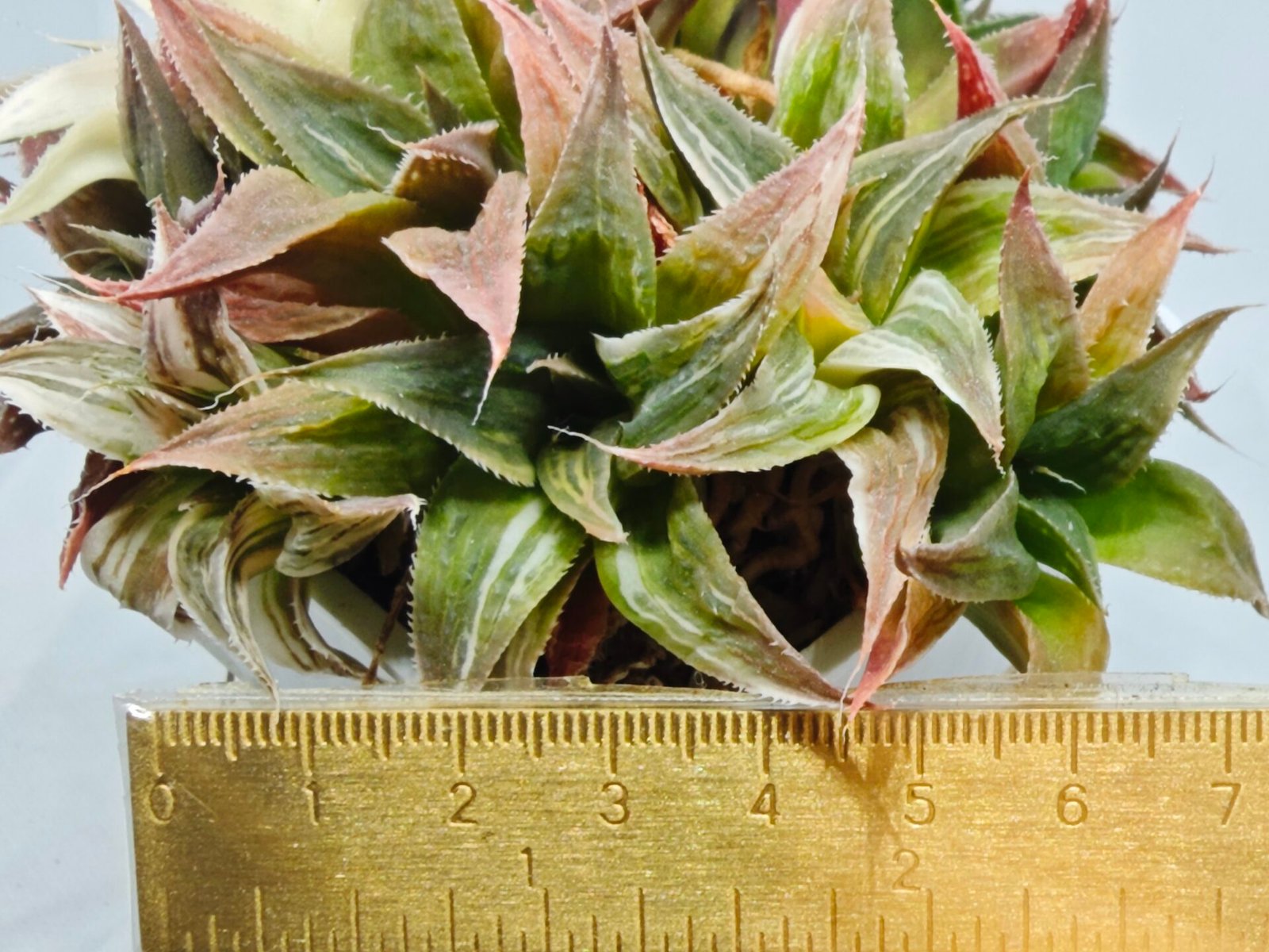 Haworthia Maya Nishiki S-21 - 1