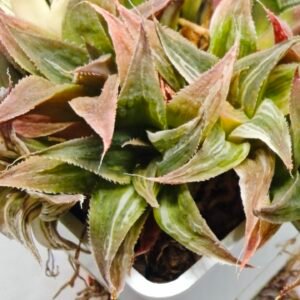 Haworthia Maya Nishiki S-21 - 2