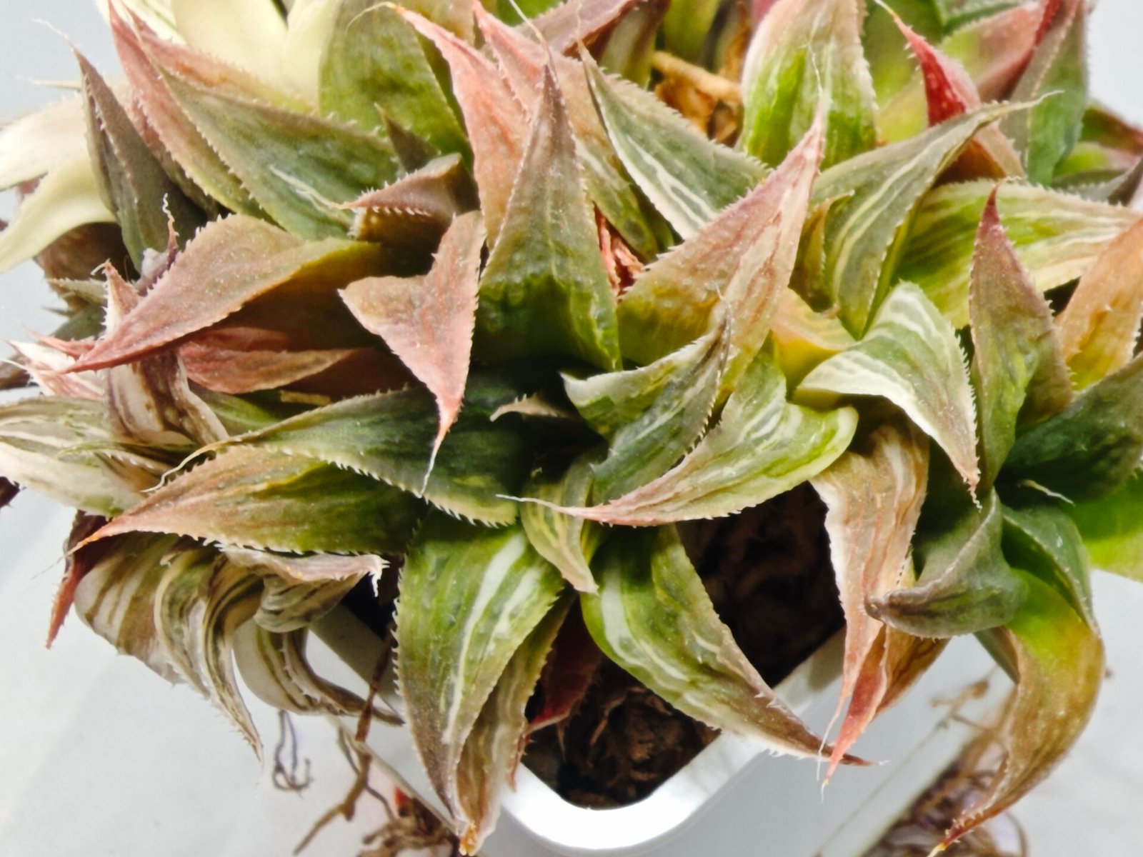 Haworthia Maya Nishiki S-21 - 2