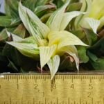 Haworthia Emelyae x Badia Variegated - 1
